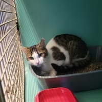 MARIUS, chat à adopter