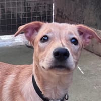 ZINKY CHAO, chienne à adopter