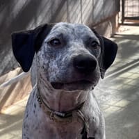 LAIKA 2 CHAO, chienne à adopter