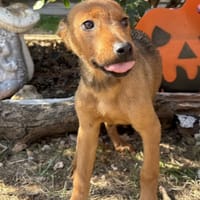 TAIGA, chienne à adopter