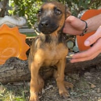 MAIKA, chienne à adopter