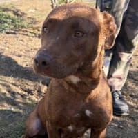 SITA, chienne à adopter