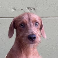 YURI CHAO, chienne à adopter