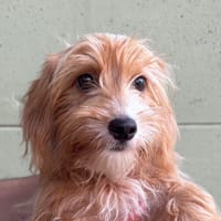 VITA CHAO, chienne à adopter