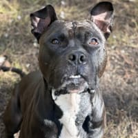 BORIS, chien à adopter