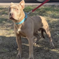 RICK, chien à adopter