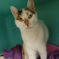 Nala, chatte à adopter