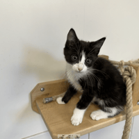 Benji, chat à adopter