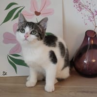 BUDDY, chatte à adopter