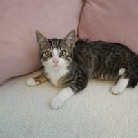 TOBY, chat à adopter