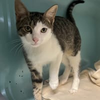 Phoneix, chat à adopter