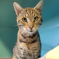 LOBBY, chat à adopter