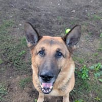 ODIN QCN, chien à adopter