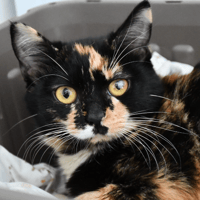 Kiwi, chatte à adopter