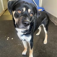 GRIMM, chien à adopter