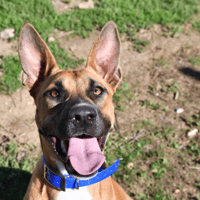 Nana, chienne à adopter