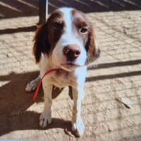 HERMES, chien à adopter
