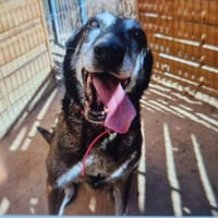 JAYA, chienne à adopter