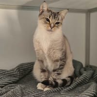 Minette, chatte à adopter