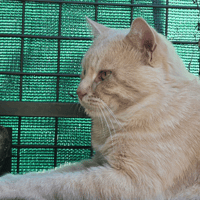 MACARON, chat à adopter