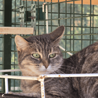 LOUISE, chatte à adopter