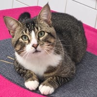 GRIGRI, chat à adopter
