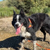 MOWGLY, chien à adopter