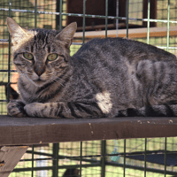 LUDIVINE, chatte à adopter
