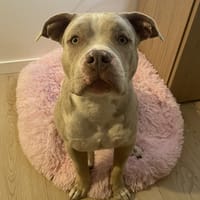 IRON, chien à adopter