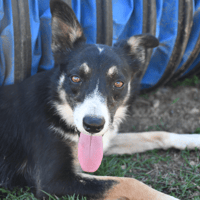 bounty, chienne à adopter