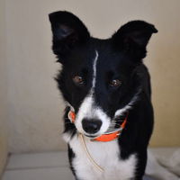 Bianca, chienne à adopter