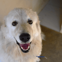 DJANGA, chienne à adopter