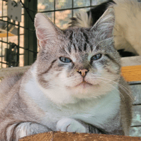MERLIN, chat à adopter