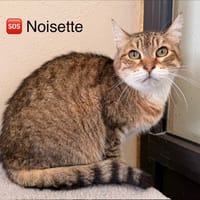 Noisette, chatte à adopter