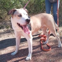Fanfan dit NEO, chien à adopter