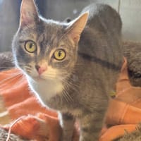 ZYNA, chatte à adopter