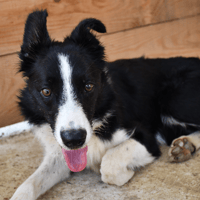 Birty, chien à adopter