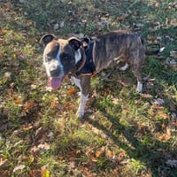 JOEY, chien à adopter