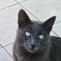 MISTIGRI, chat à adopter