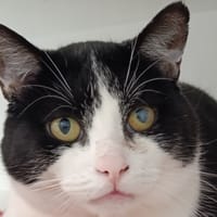 Sofro, chat à adopter