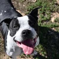 Lexis, chienne à adopter