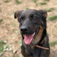 UBYSS, chienne à adopter