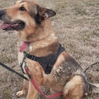 Sniper, chien à adopter