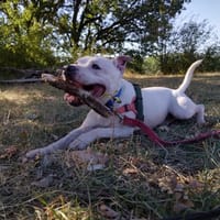 Whity, chien à adopter