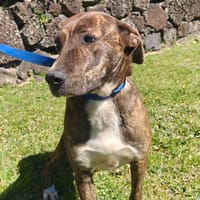 TESSA CHIENNE FEMELLE, chienne à adopter