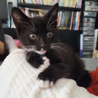 FRIPOUILLE, chatte à adopter
