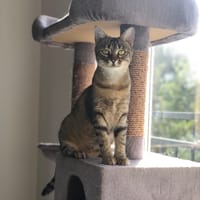 COCOTTE, chatte à adopter