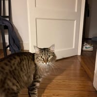 CHARLINE, chatte à adopter