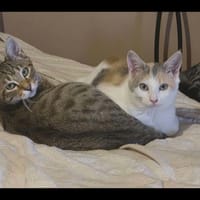 BART et MIKADO, chatte à adopter