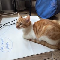 ISAURE, chat à adopter